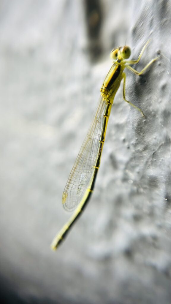 Got confirmation from a biologist that my damselfly reached adulthood! She grew up in a 10L jar Got confirmation from a biologist that my damselfly reached adulthood! She grew up in a 10L jar