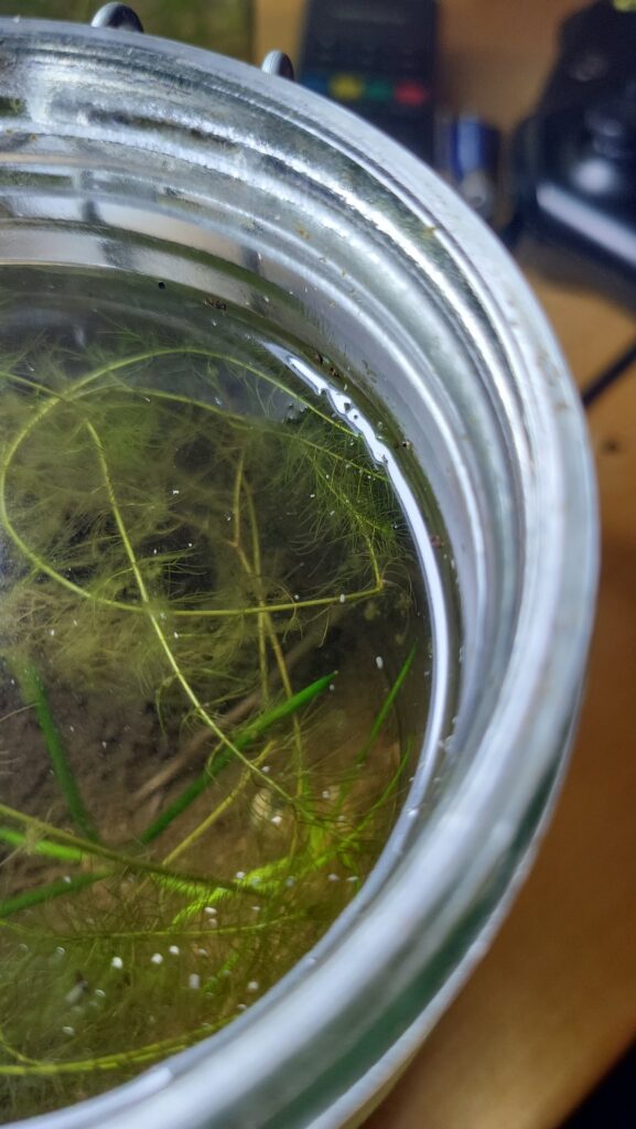 Springtails in Walter jar