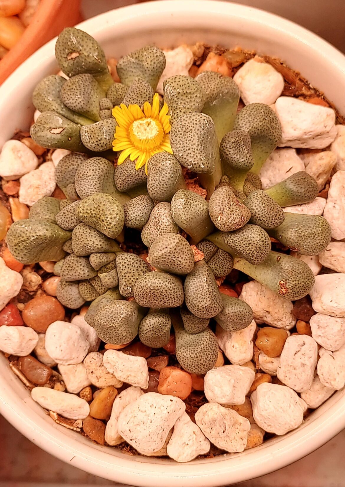 Surprise from my Aloinopsis shooneesii! Found this little guy hiding in between its leaves.