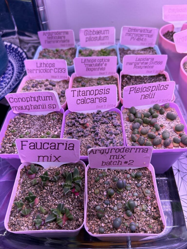 2 month seedling update! 2 month seedling update!