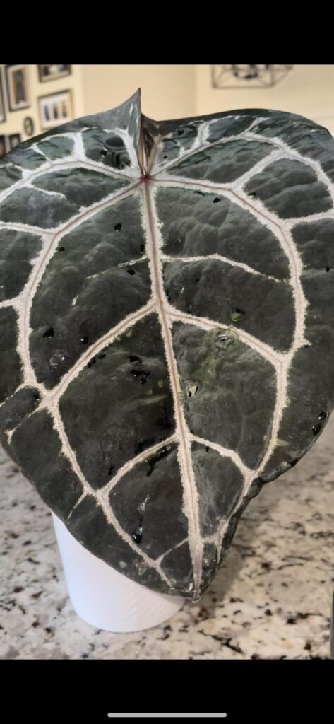 Got the DocBlock Michelle for free! Got the DocBlock Michelle for free!