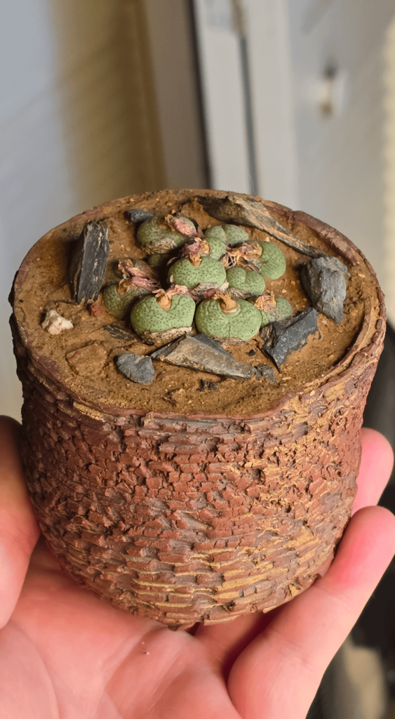 Conophytum truncatum 'subglobosum'