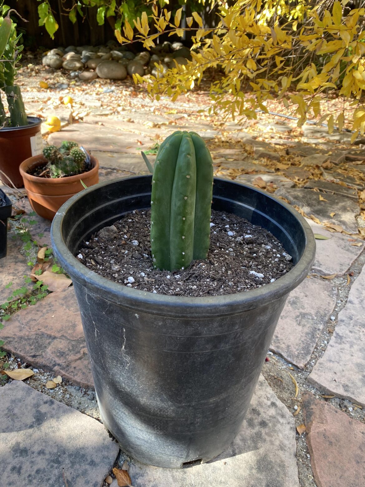 IMDAVESBUD - Cahuilla