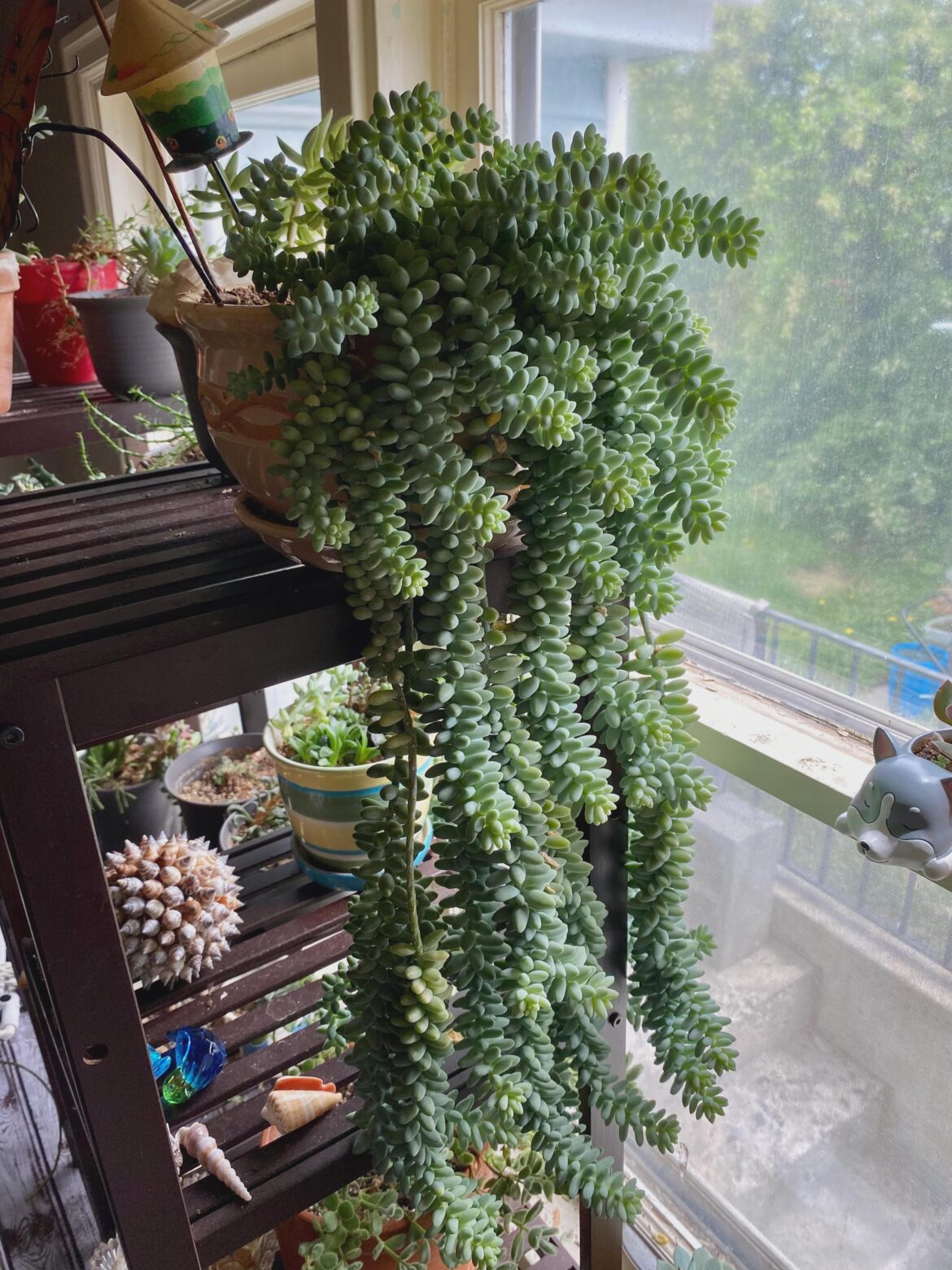 This guy is two years old now!