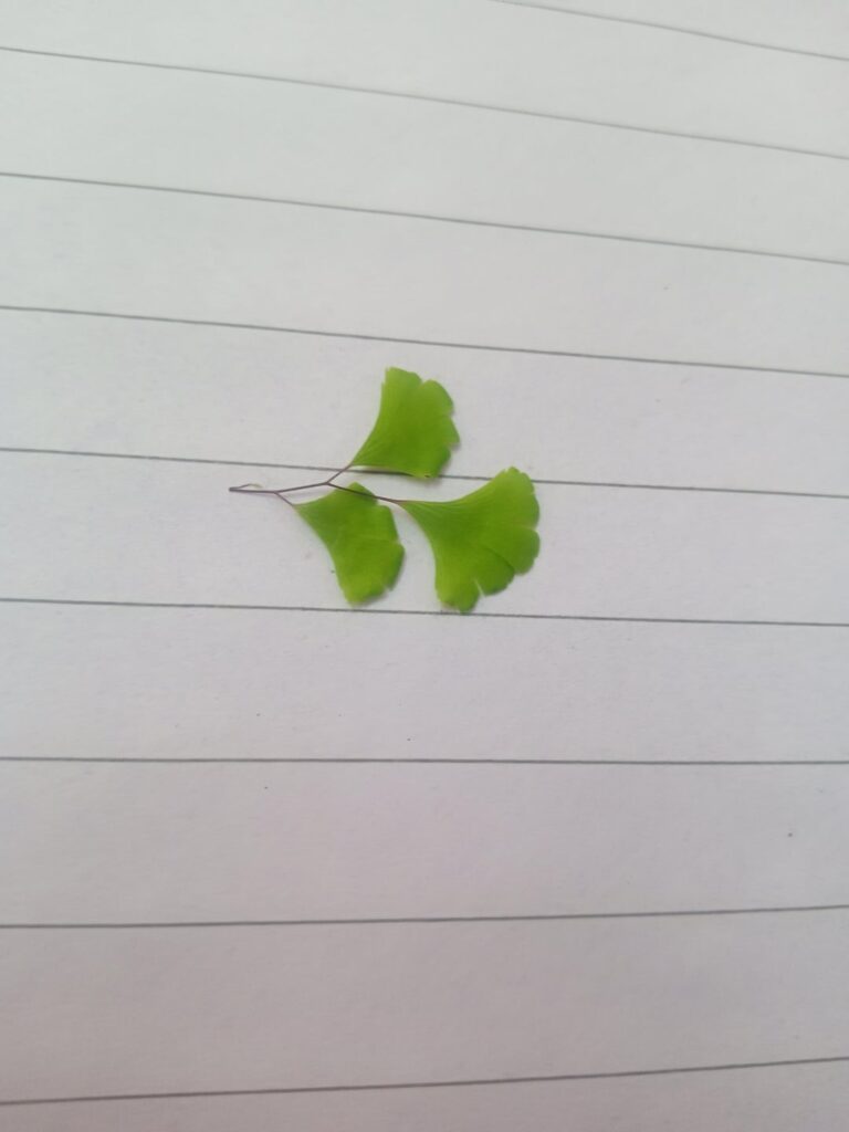 Is this plant I found in my outer drainage adiantum?