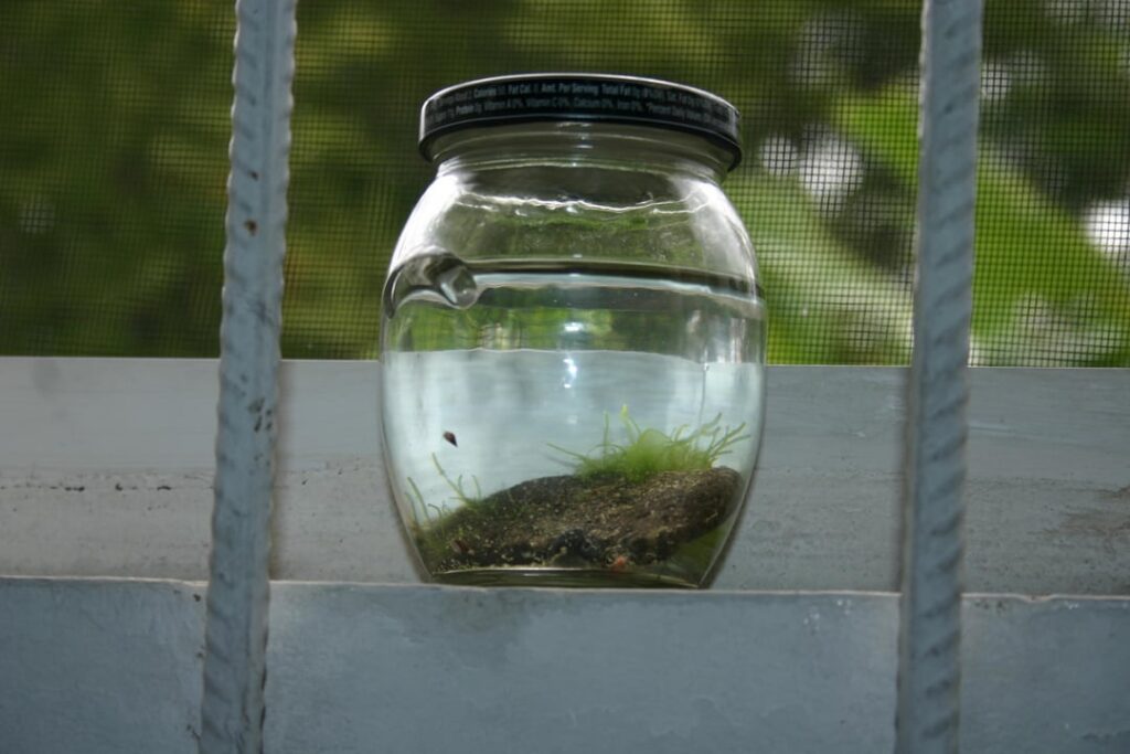 Back in 2008, I was a kid who loved aquatic life, and I made a little jarrarium on vacation in St. Lucia