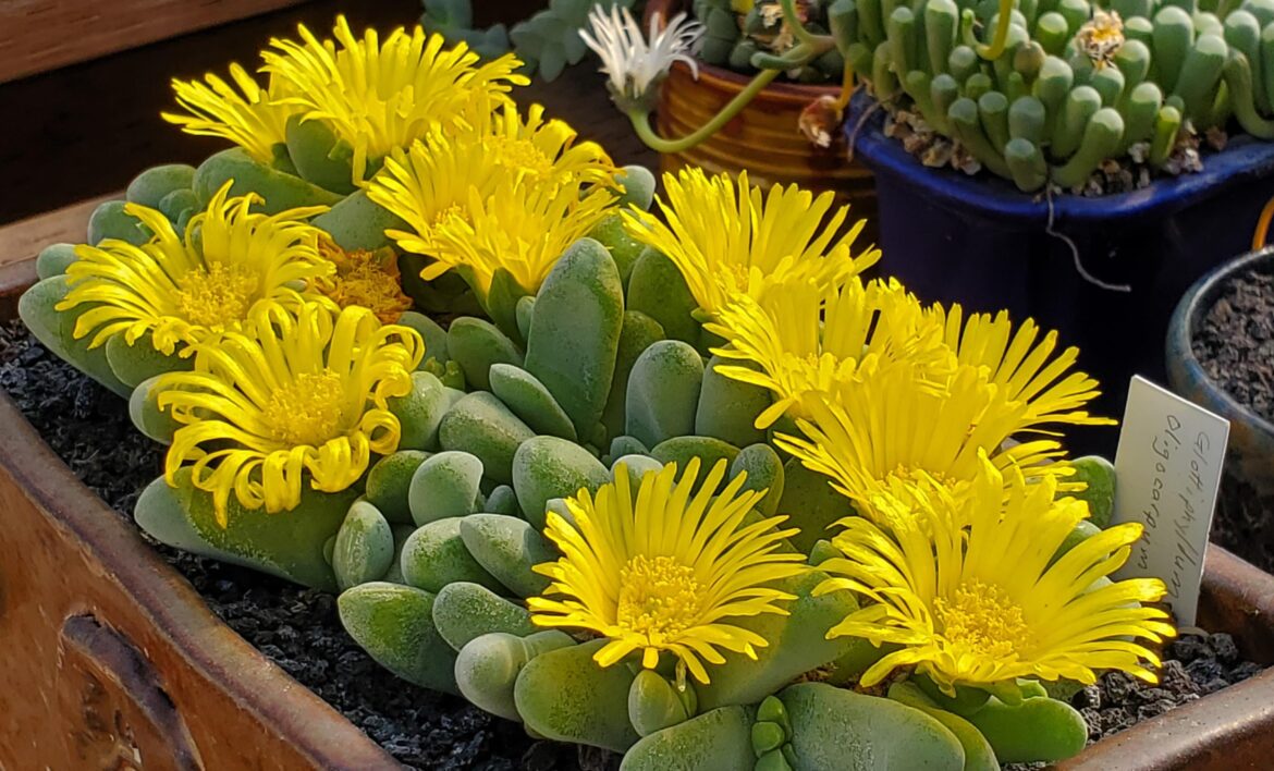 Glottiphylum oligocarpum