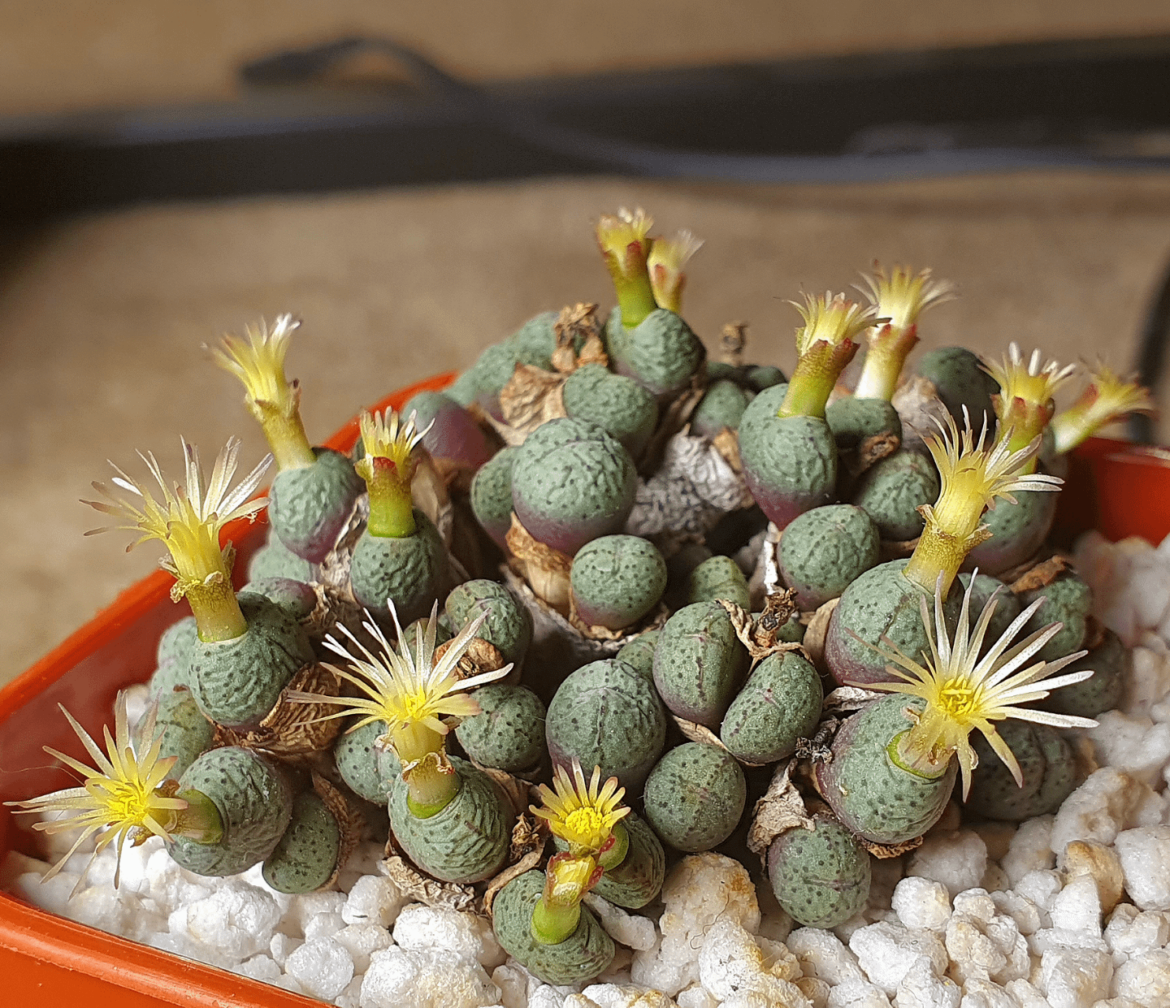 Conophytum minimum flowers