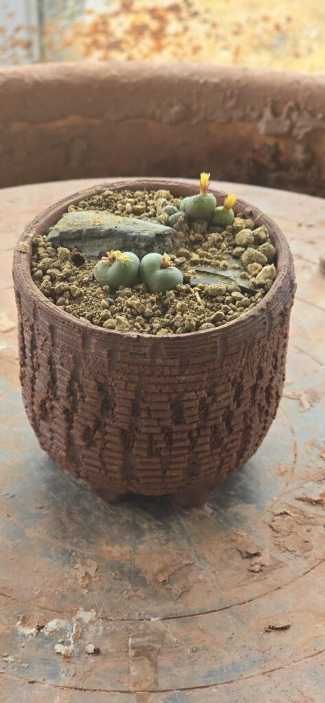 Conophytum from Mesa Gardens