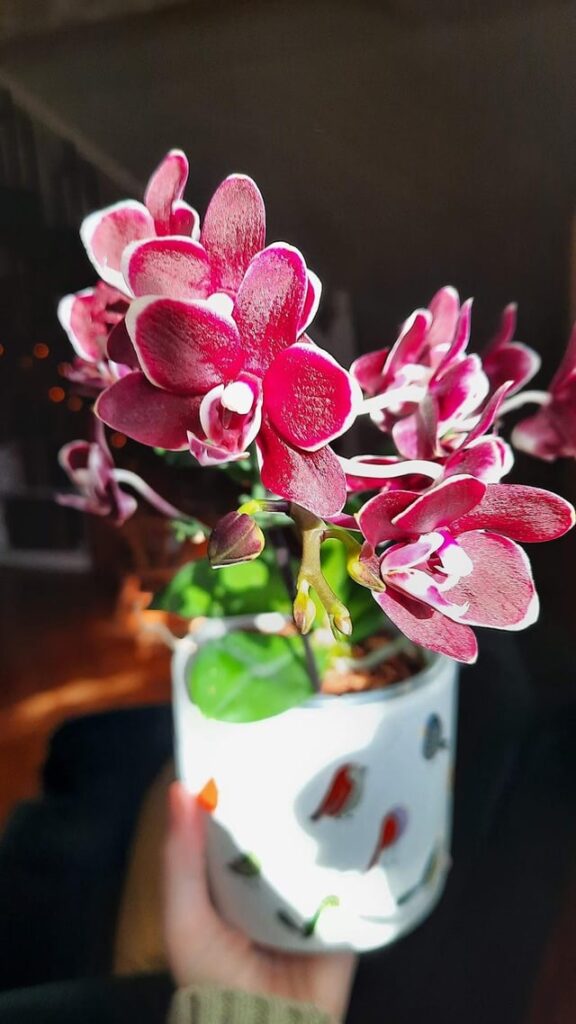My "emo" orchid is blooming again! Her shiny leaves take my breath away 🖤