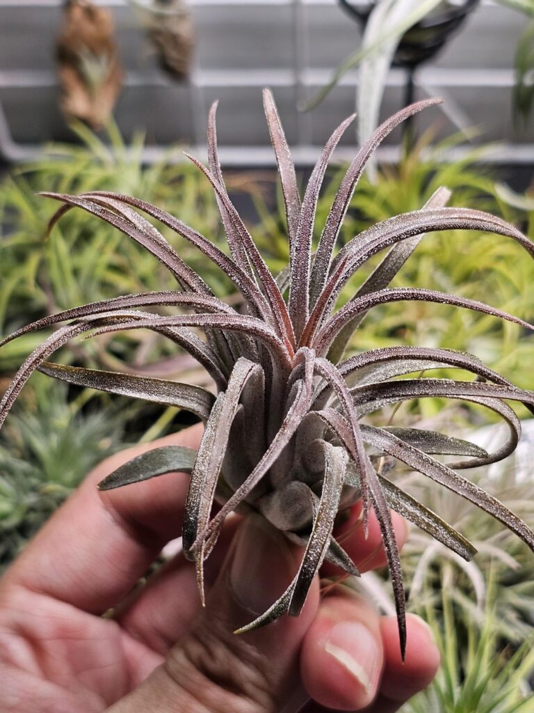 Ionantha full purple blush Ionantha full purple blush