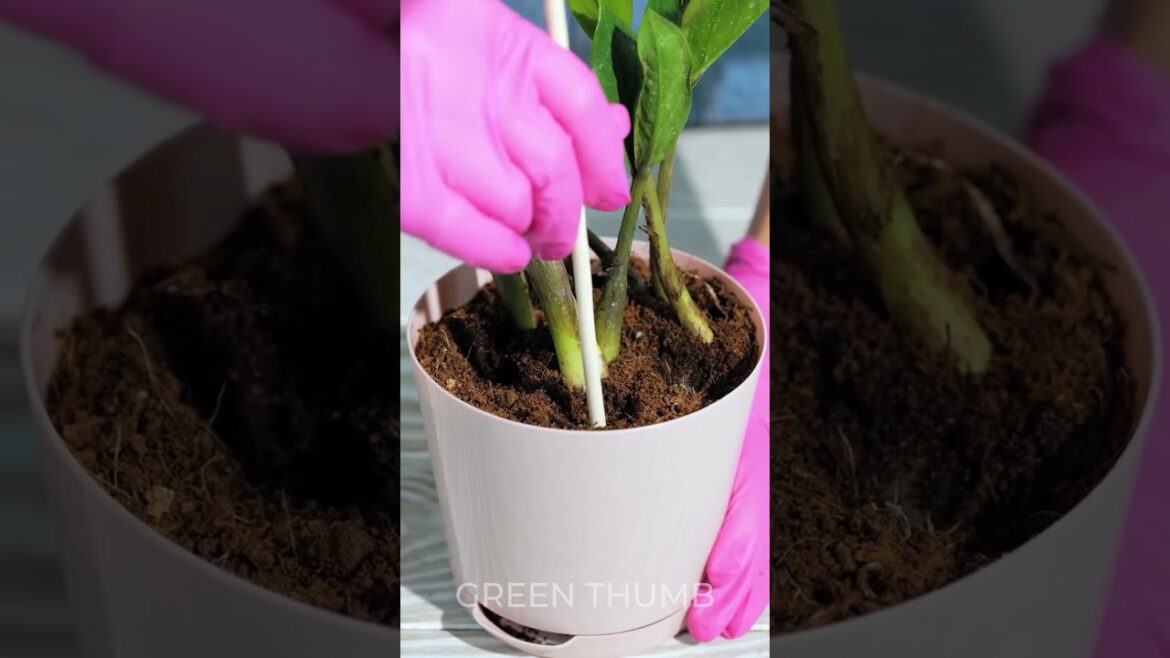 Enjoy satisfying process of indoor plants growing 🌱 Enjoy satisfying process of indoor plants growing 🌱