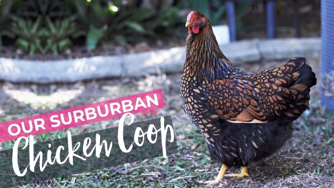 Our backyard chicken coop and how we integrate chickens in our vegetable garden