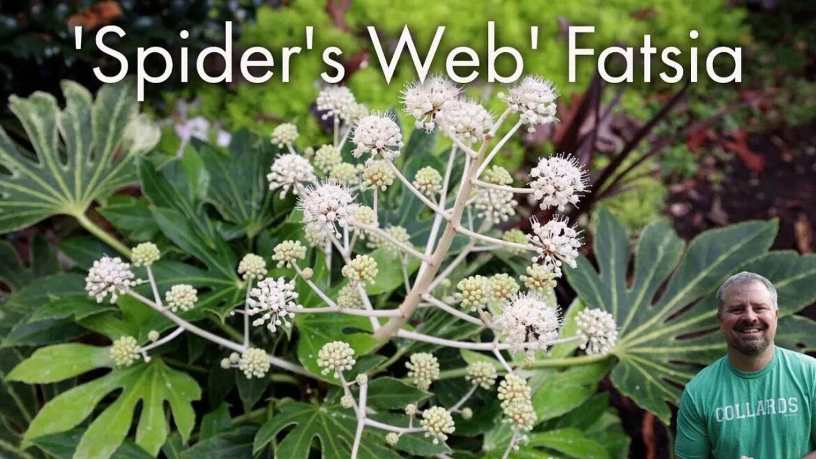 Fatsia japonica ‘Spider’s Web’ Fatsia japonica 'Spider's Web'