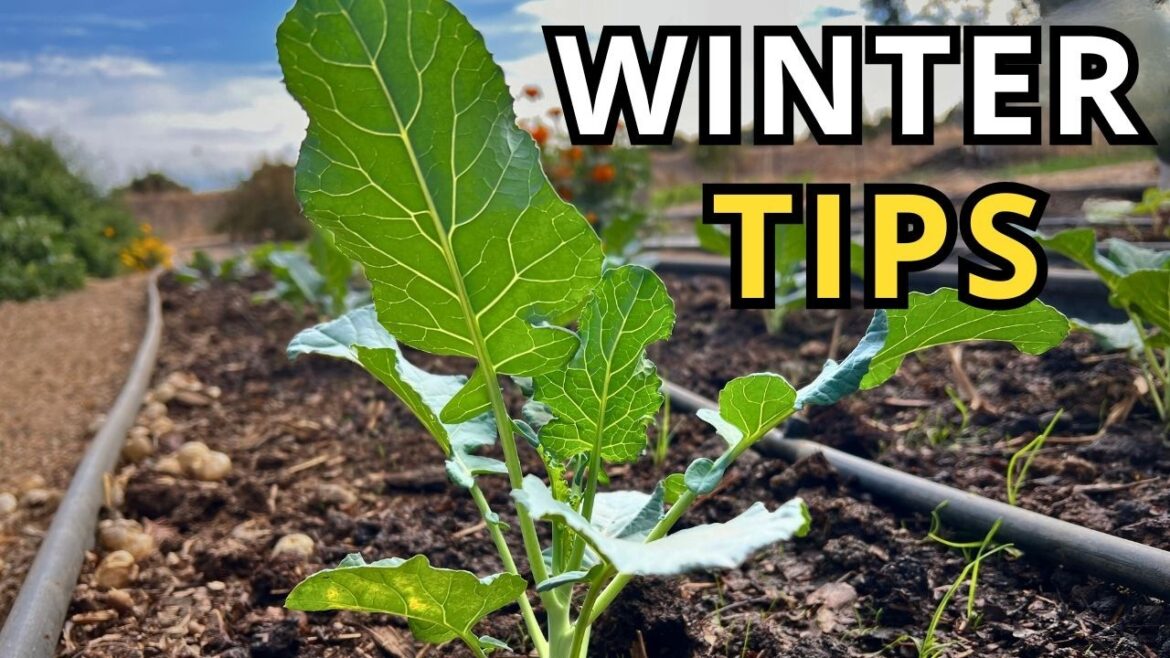 Expert Winter Gardening Tips with Jill McSheehy