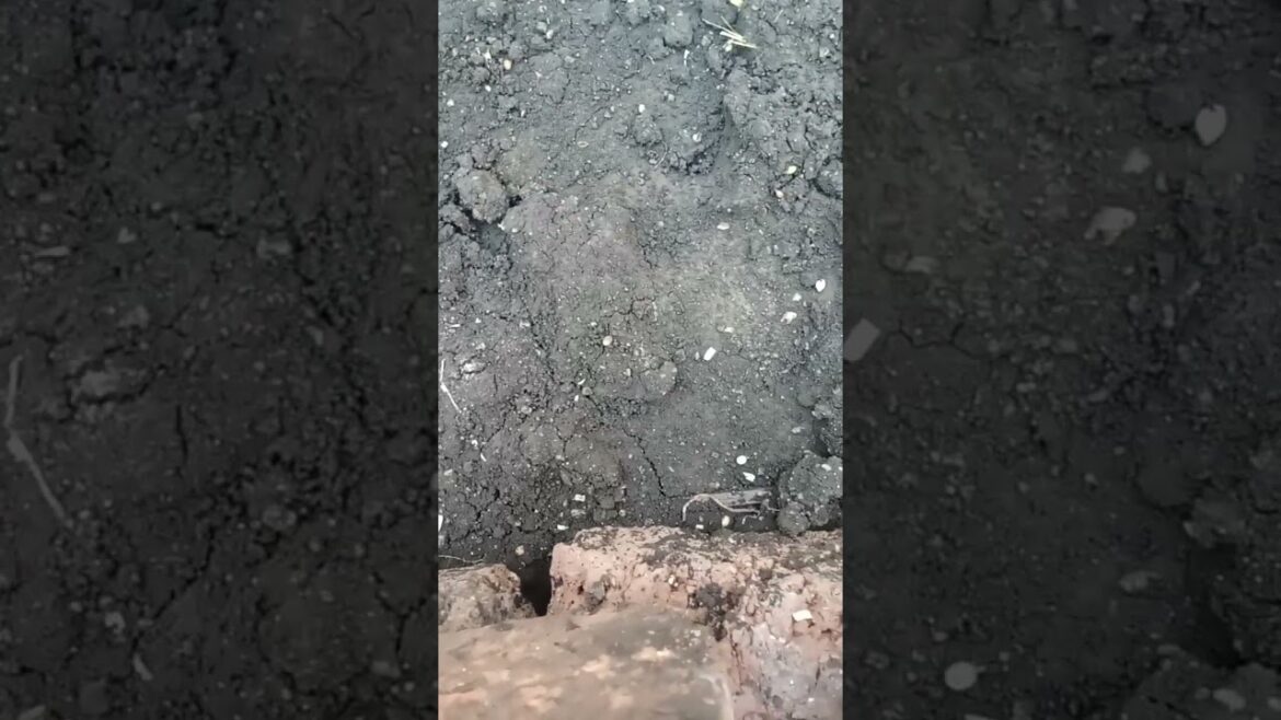 Terrace vegetables🍆 Brinjal farming #vegetable#vegetable gardening