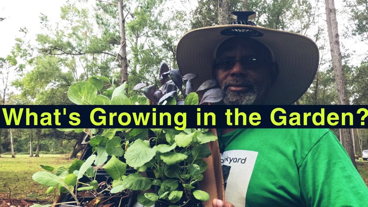 What's Growing in the Garden? - November  Garden Tour