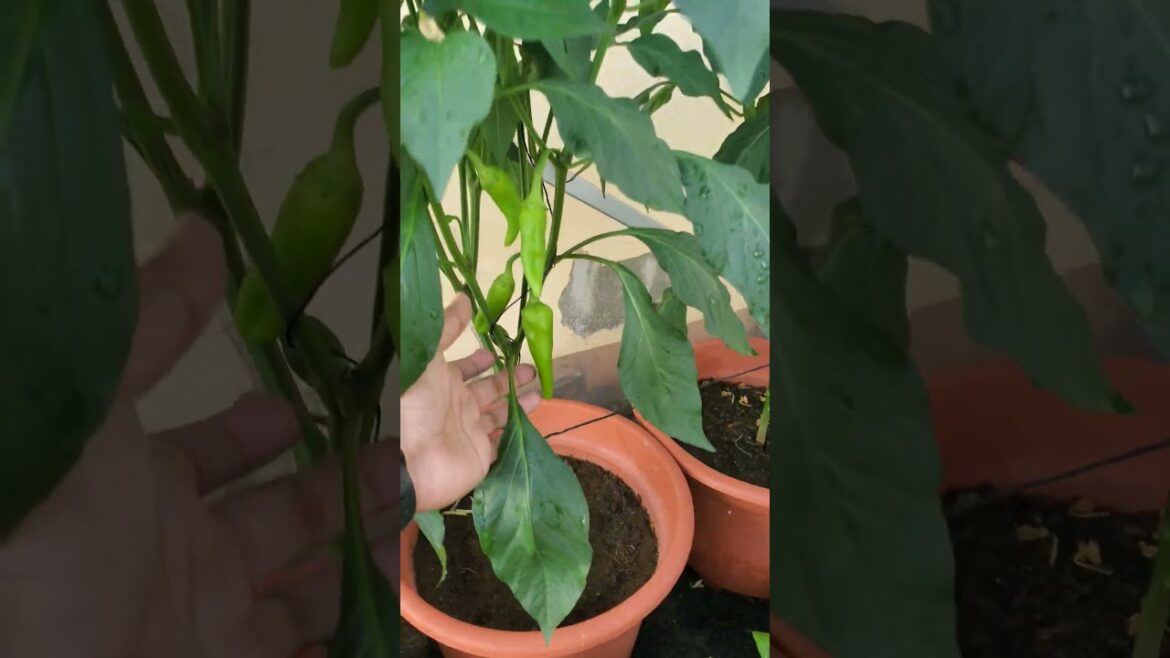 Rooftop Garden | Urban Container Gardening
