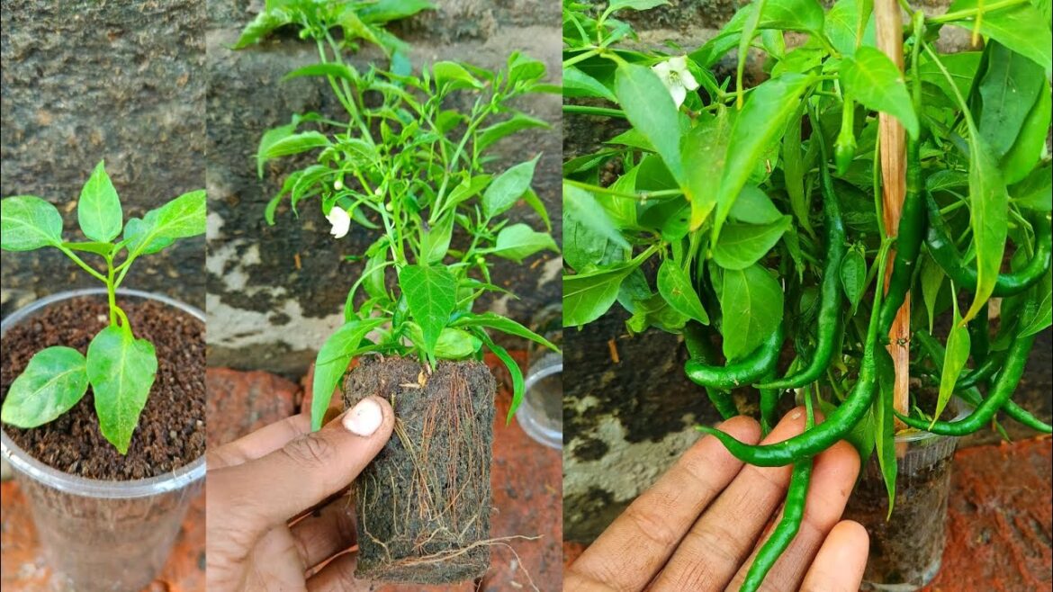New Idea to grow lot of chili 🌶️#viralvideo New Idea to grow lot of chili 🌶️#viralvideo