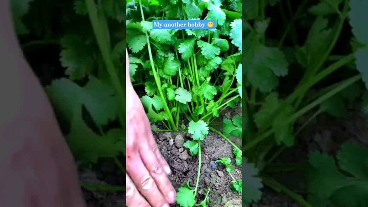 How to grow coriander|धनिया कैसे उगाए #minivlog #minitravelvlog #harvest #harvesting #garderningtips How to grow coriander|धनिया कैसे उगाए #minivlog #minitravelvlog #harvest #harvesting #garderningtips