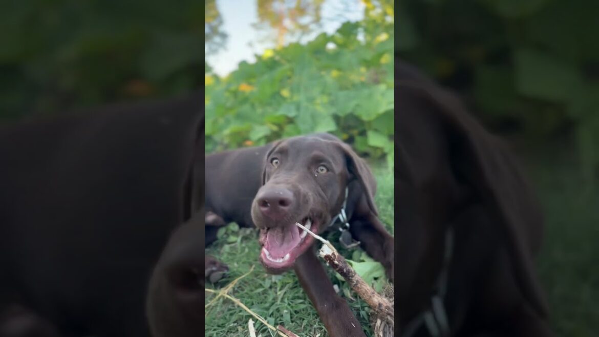 Sunny Sunflowers #sun #summer #sunflowers #homestead #flowers #gardening #chocolatelab