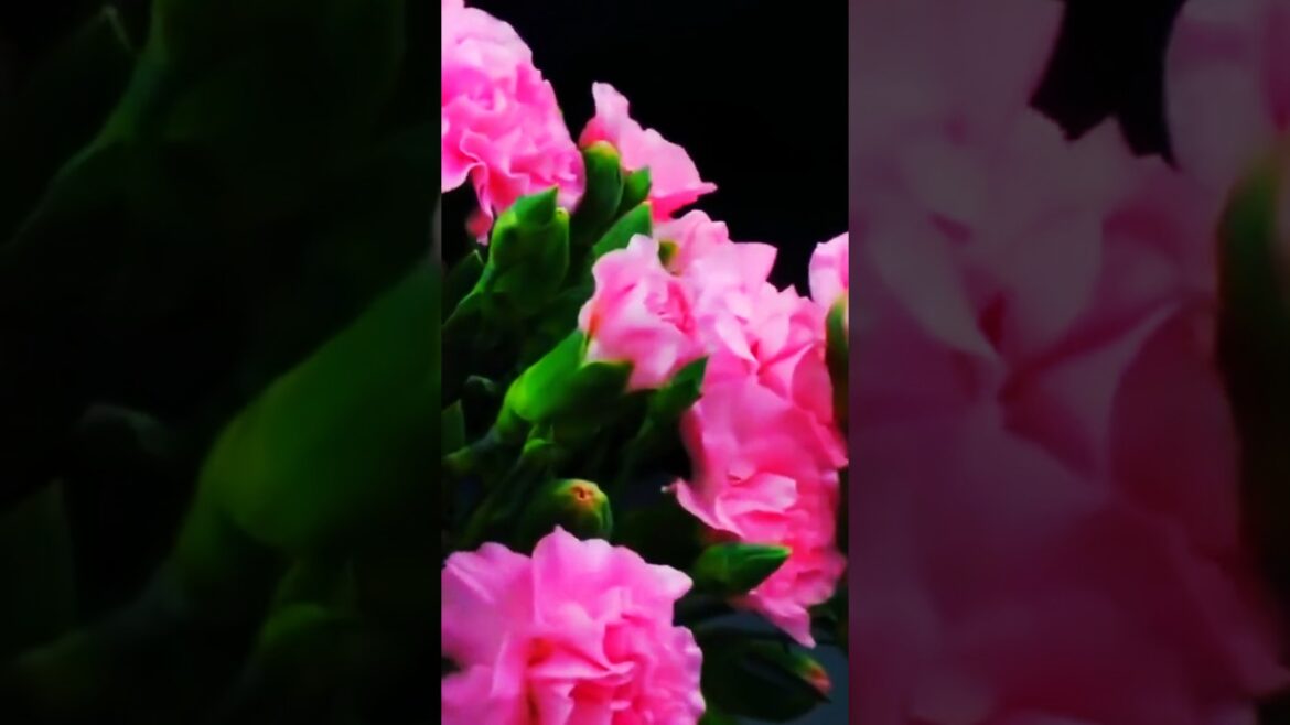 Best flowers 🌹🌺 || #best #flowergarden