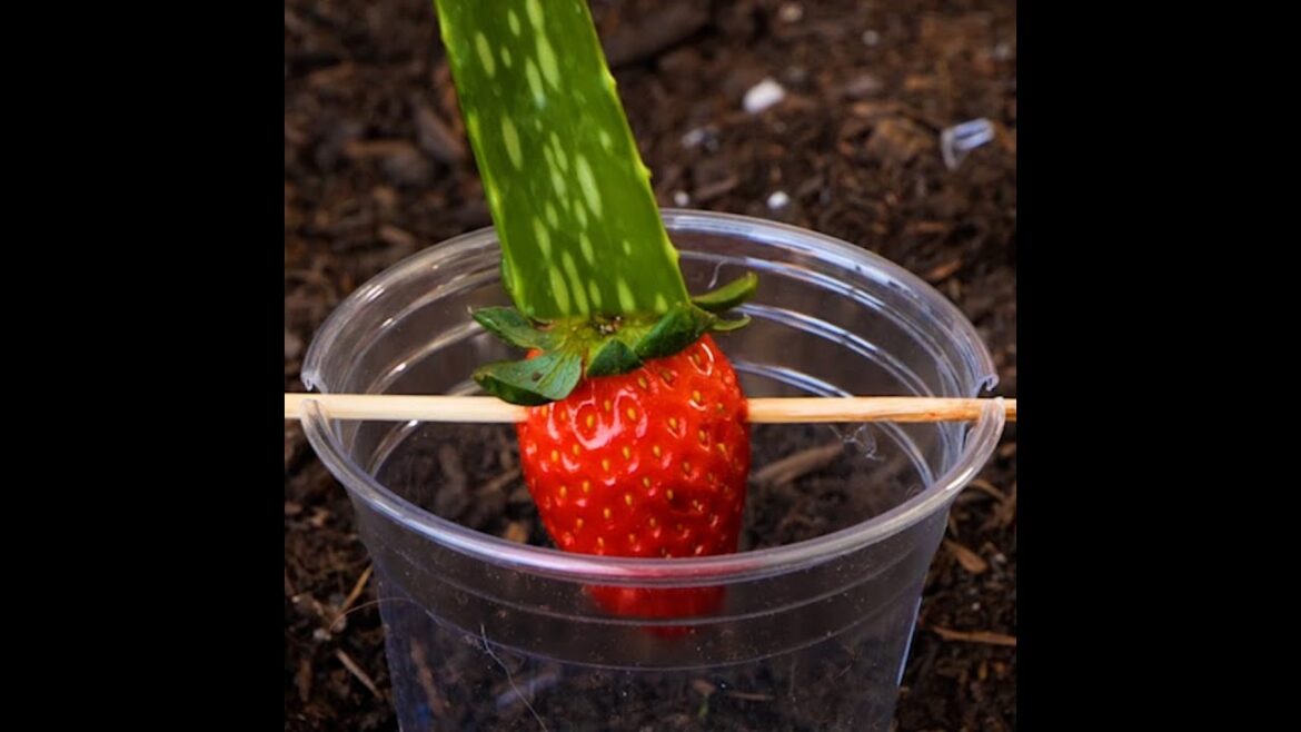 Boost your Shorts with ”WEET – DREAMS COME TRUE” 🎶 🌱 How to Take Care of your Gardens Boost your Shorts with ”WEET - DREAMS COME TRUE” 🎶 🌱 How to Take Care of your Gardens