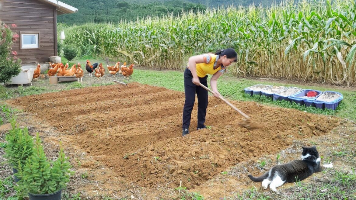 Peaceful Life - Vegetable garden, start growing vegetables, Building Farm