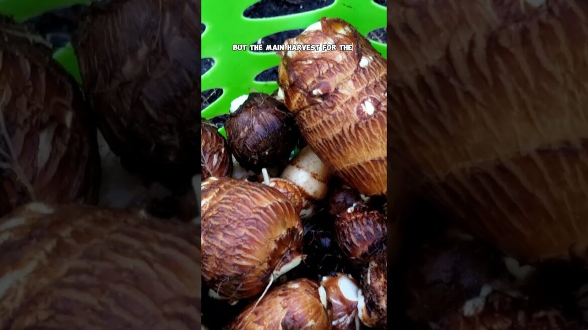 California Gardening: Growing Taro in the Shade: Tips for Lush Leaves & Tasty Tubers 🌿🌥️ Growing Taro in the Shade: Tips for Lush Leaves & Tasty Tubers 🌿🌥️