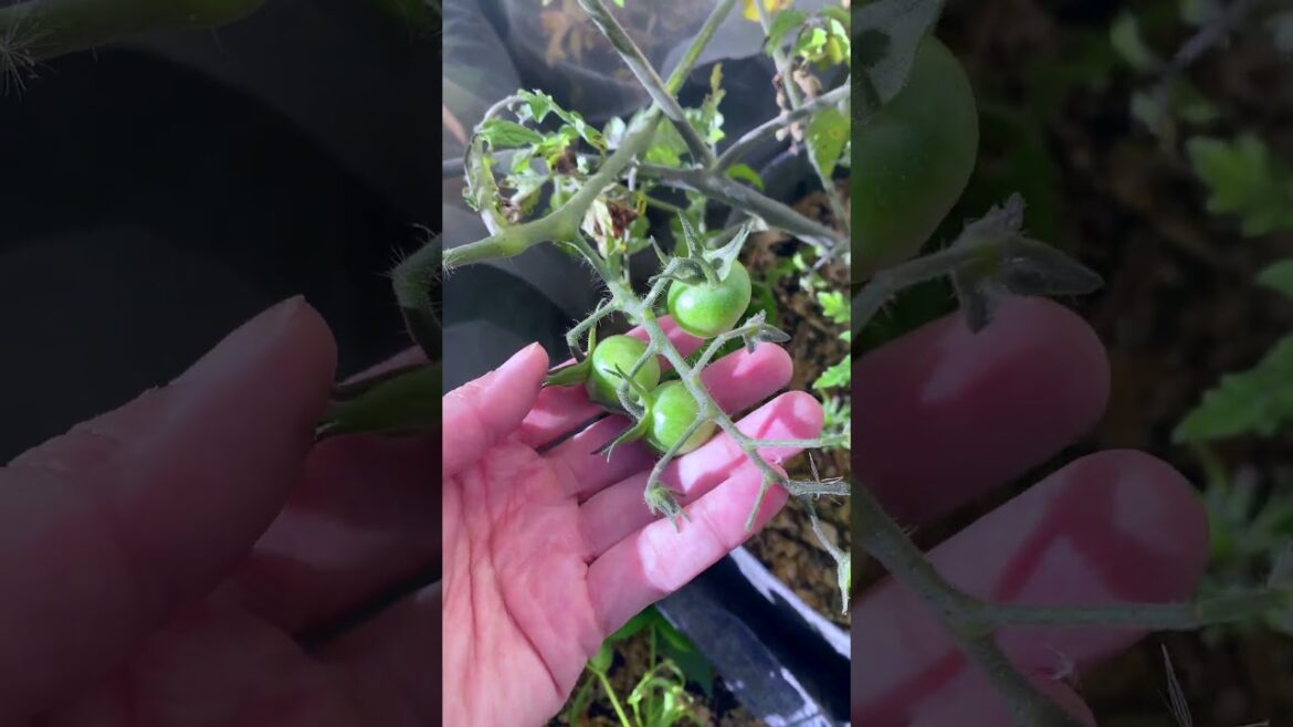 the BIGGEST garden fail. LEARN FROM ME! 😭 #smallspacegardening #containergardening #garden #gardener