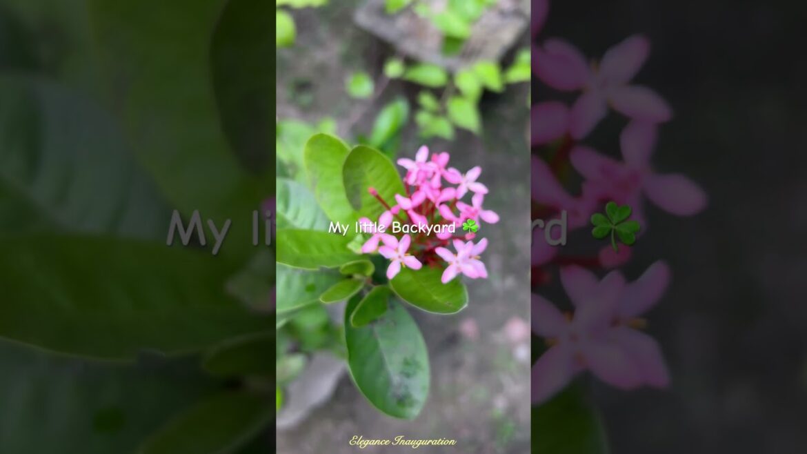 Our little Backyard ❤️☘️#garden #backyard #nature #shorts #youtubeshorts #ytshorts Our little Backyard ❤️☘️#garden #backyard #nature #shorts #youtubeshorts #ytshorts