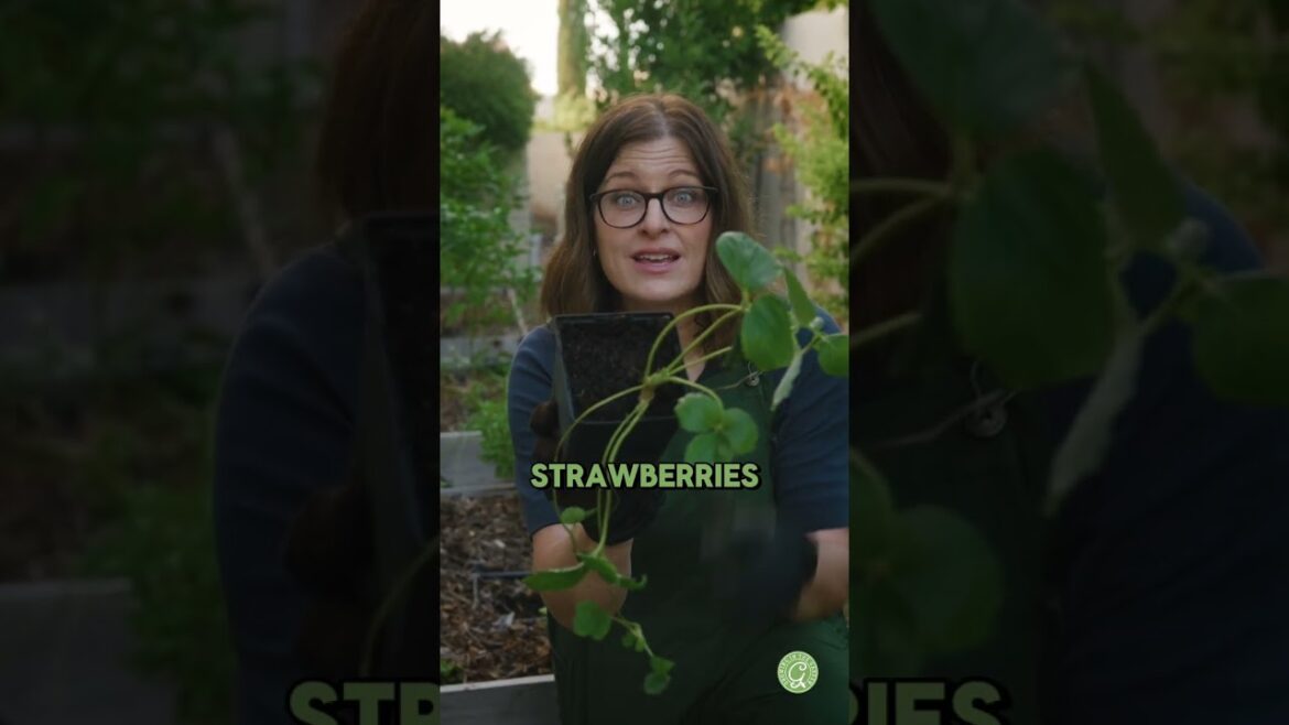 Grow STRAWBERRIES Like a Pro (Gardening Tips)