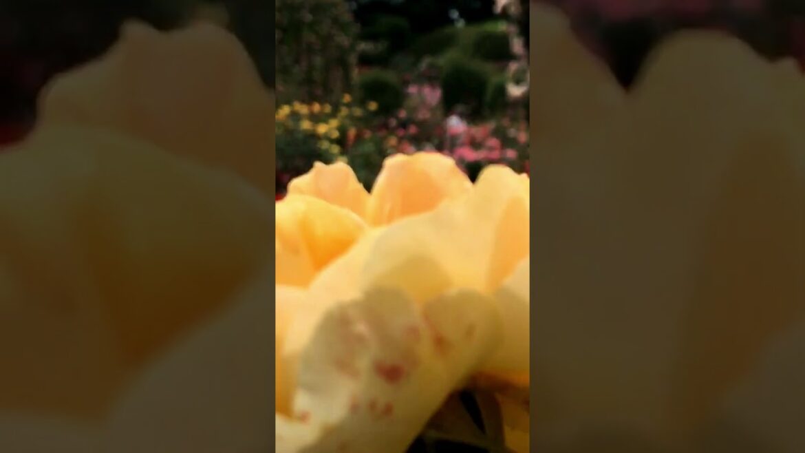 Japanese Red Rose | Japanese garden