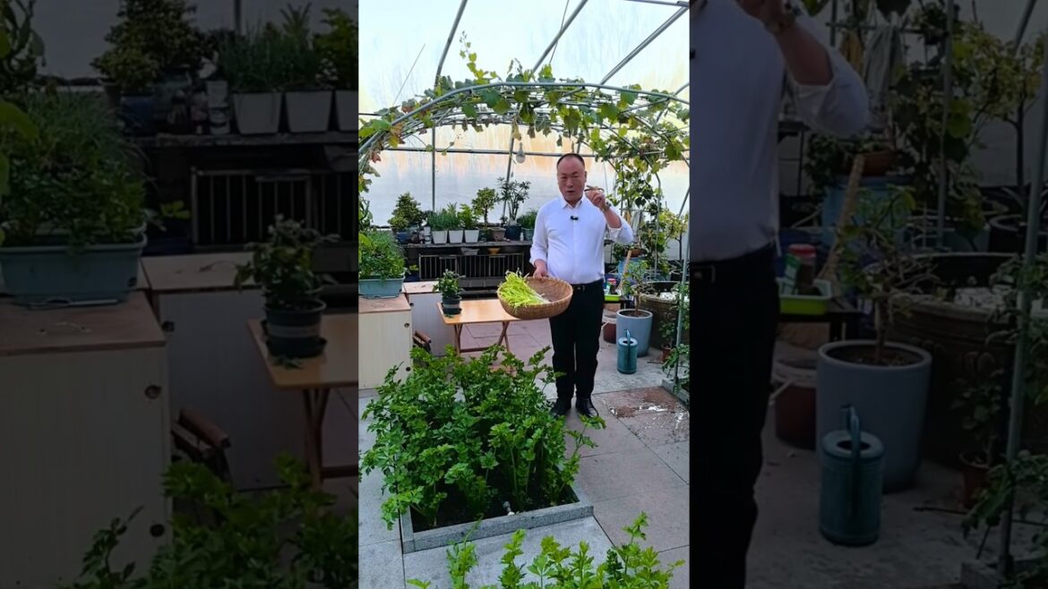 Amazing Garlic 🧄 plants cutting #shots #youtubeshorts