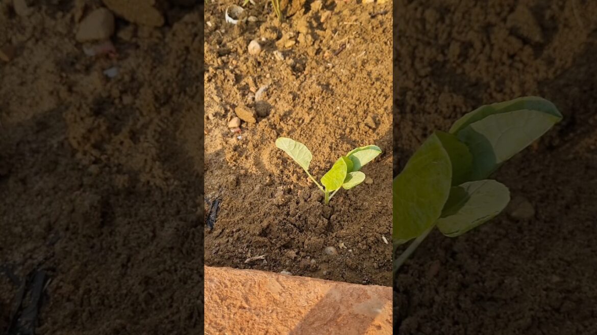 Cabbage plants re-potting #winter vegetable #ytshort #trending #viralshorts #gardening tips #bangla