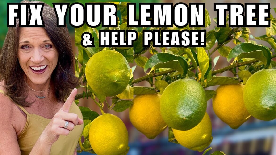 How to Fix a Lemon Tree That Won't Fruit! And Help, Please!