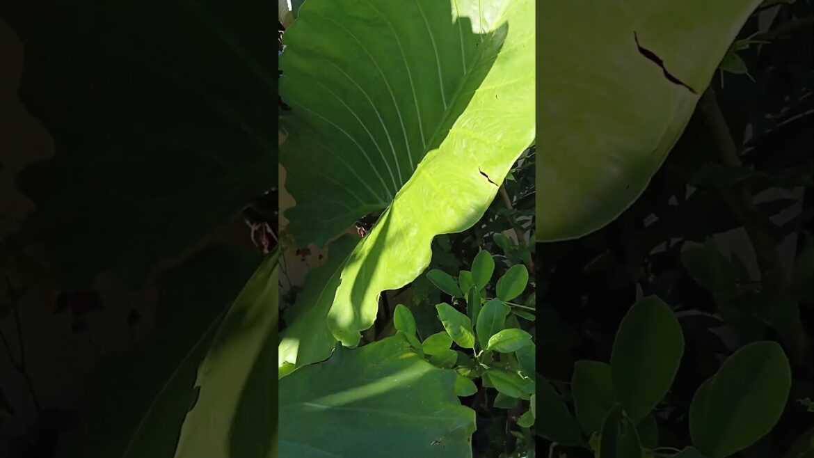 Vlog #1079 ALOCASIA  ELEPHANT EAR PLANT  IN OUR GARDEN  GROW BIGGER EVEN PLANTED IN POTS ONLY