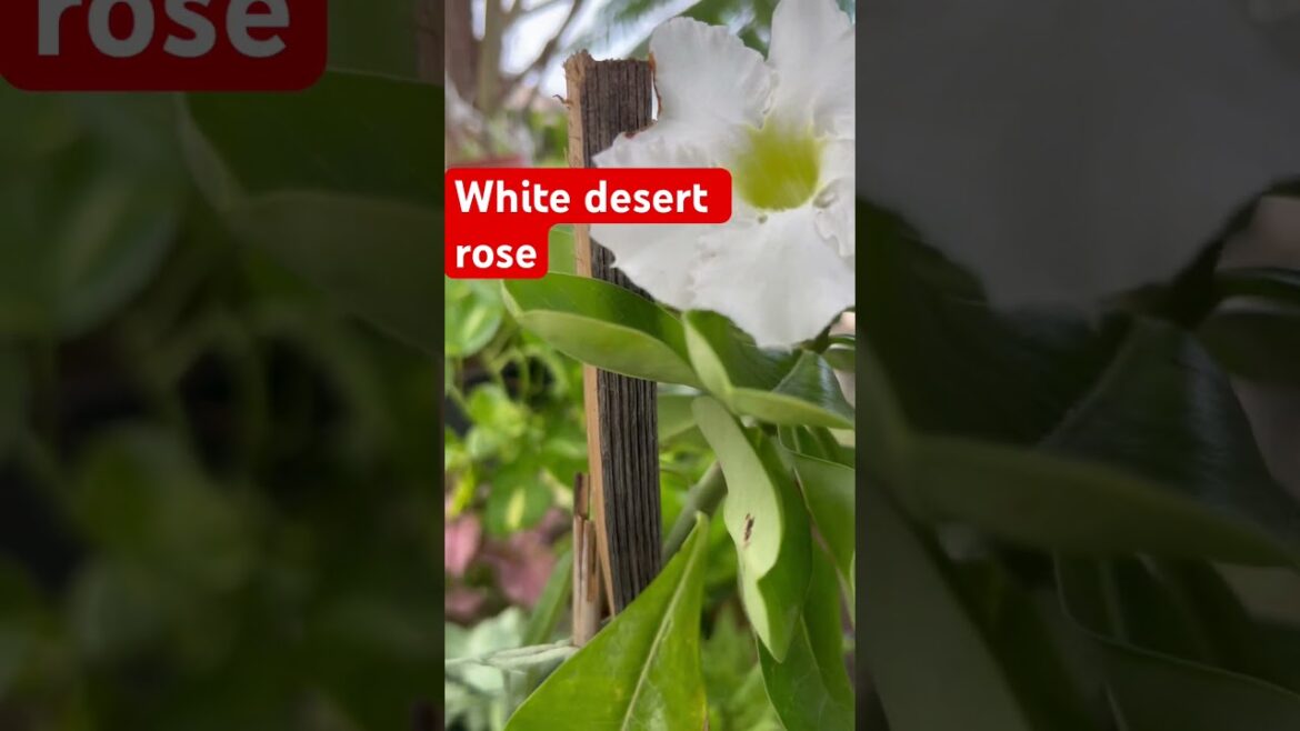 White desert rose 🌹 in bloom #gardening #happyplanting