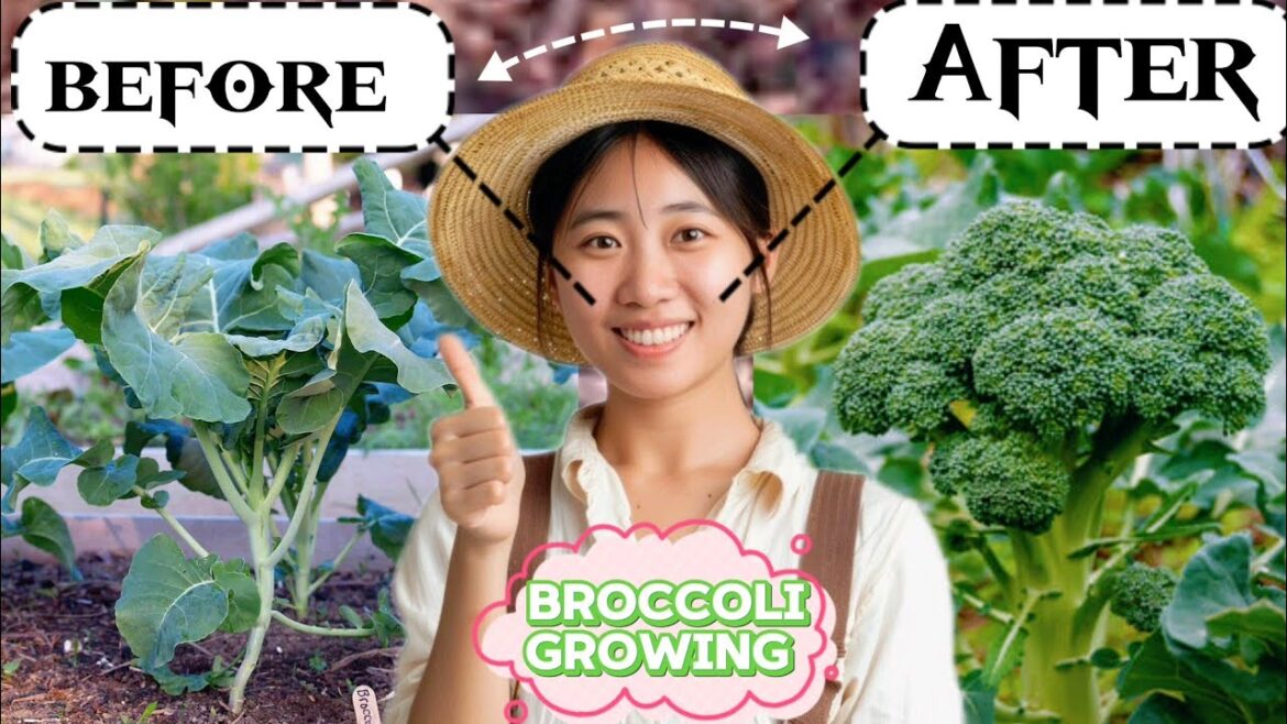 we grow Broccoli forest by japnese technique you all also try it  #garden #gardening #shorts