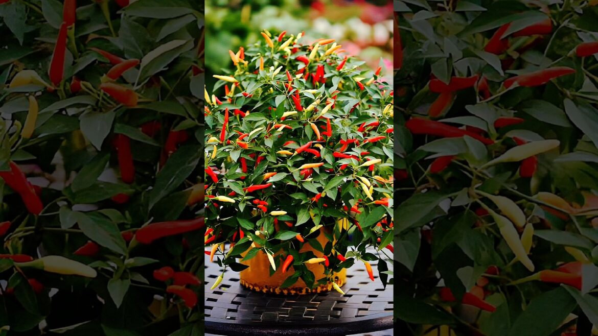 Growing Chilli new technique #gardening #shorts