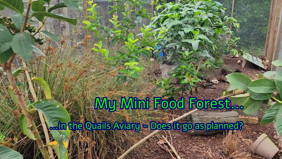 My Mini Food Forest in the Quails Aviary - Late Spring Update - Subtropics QLD AU
