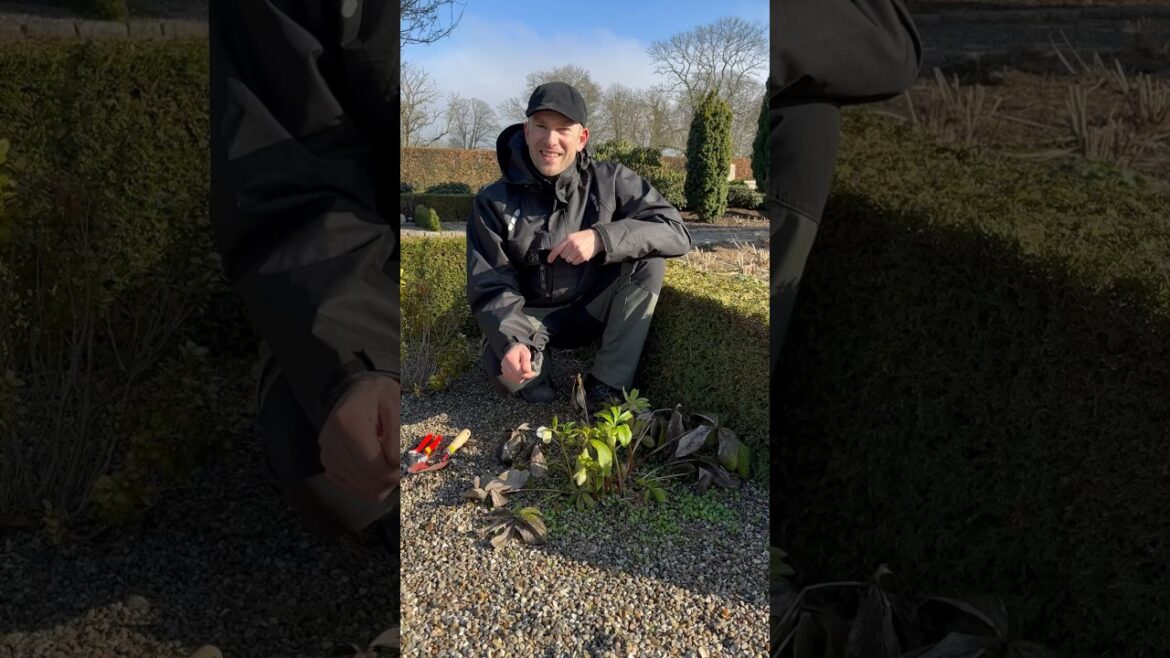 Don’t Buy New Helleborus (do this instead) #gardentips #flowers #freeplants