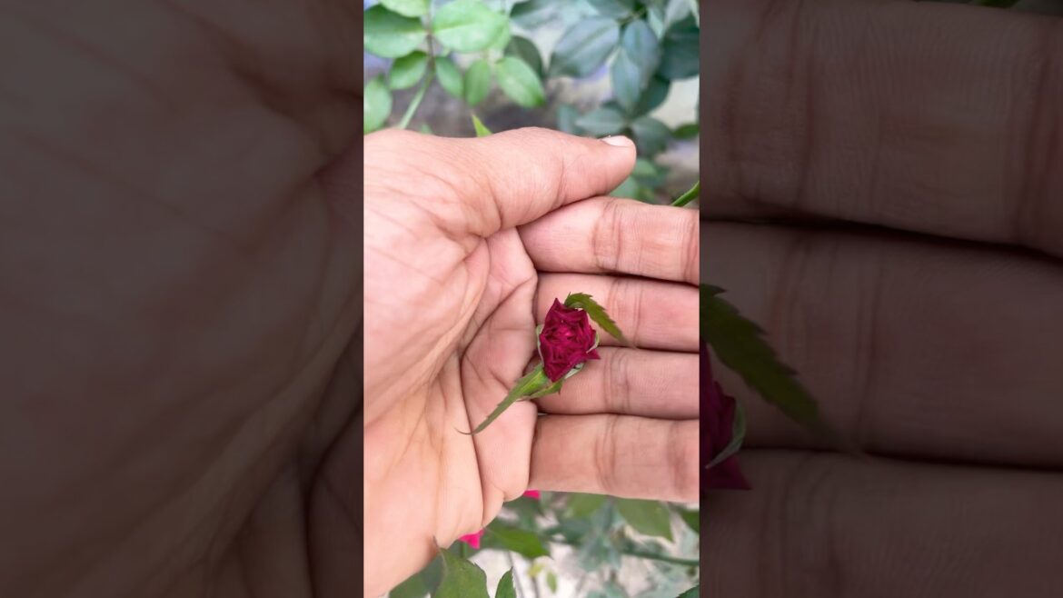⏱️Time lapse 📈 #garden #flowers #ytshortsindia #ytshorts #rose #plants #nature #time #timelapse