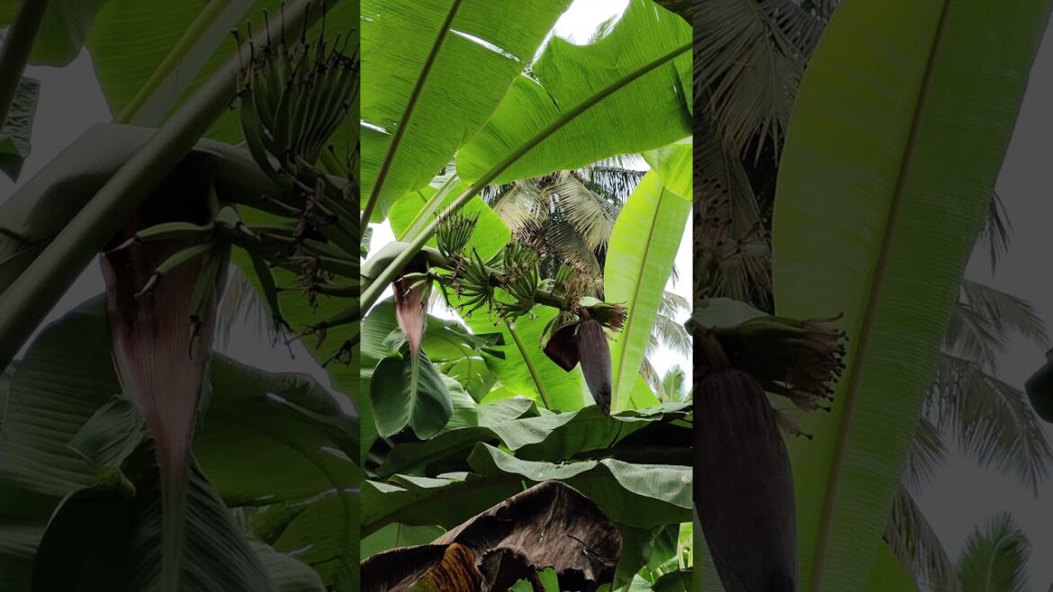 Blooming Banana Flower #shorts #bananaflower #banana