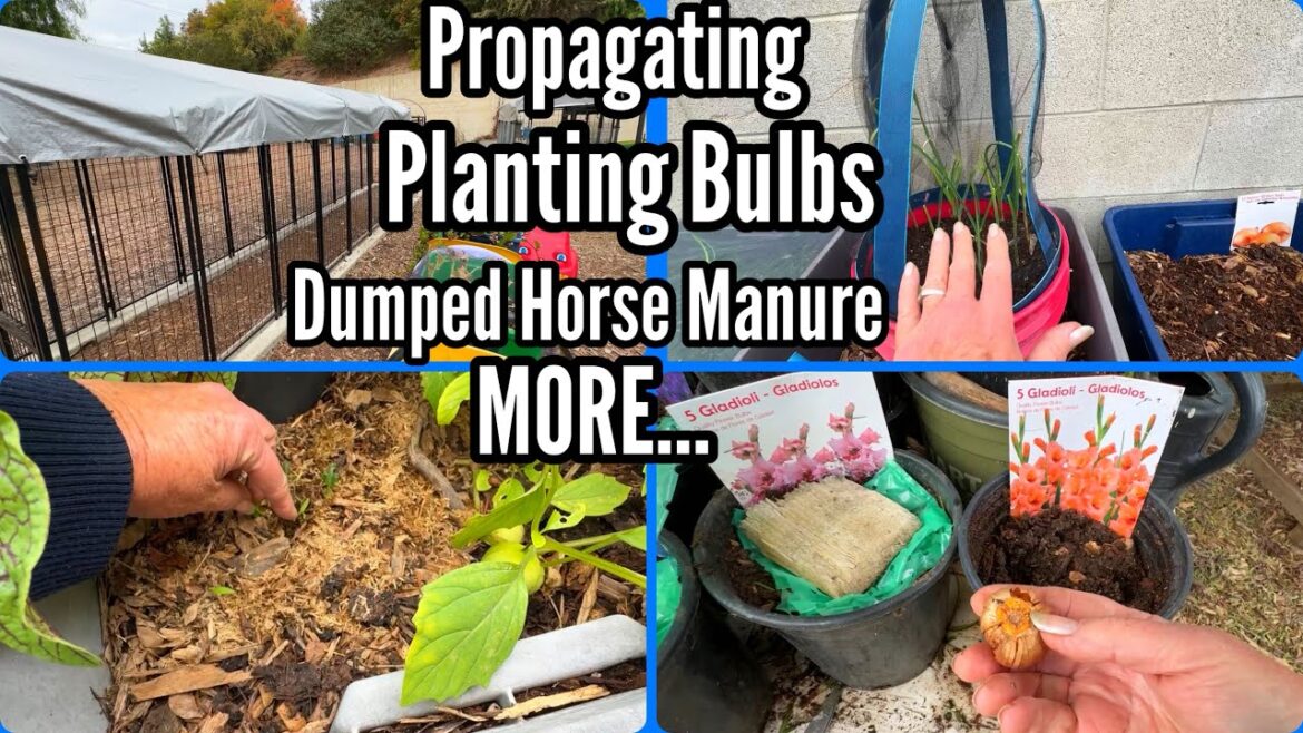 Propagating Plants, FREE Horse Mature Turns to Garden Compost, Growing Garlic, Planting Flower Bulbs Propagating Plants, FREE Horse Mature Turns to Garden Compost, Growing Garlic, Planting Flower Bulbs