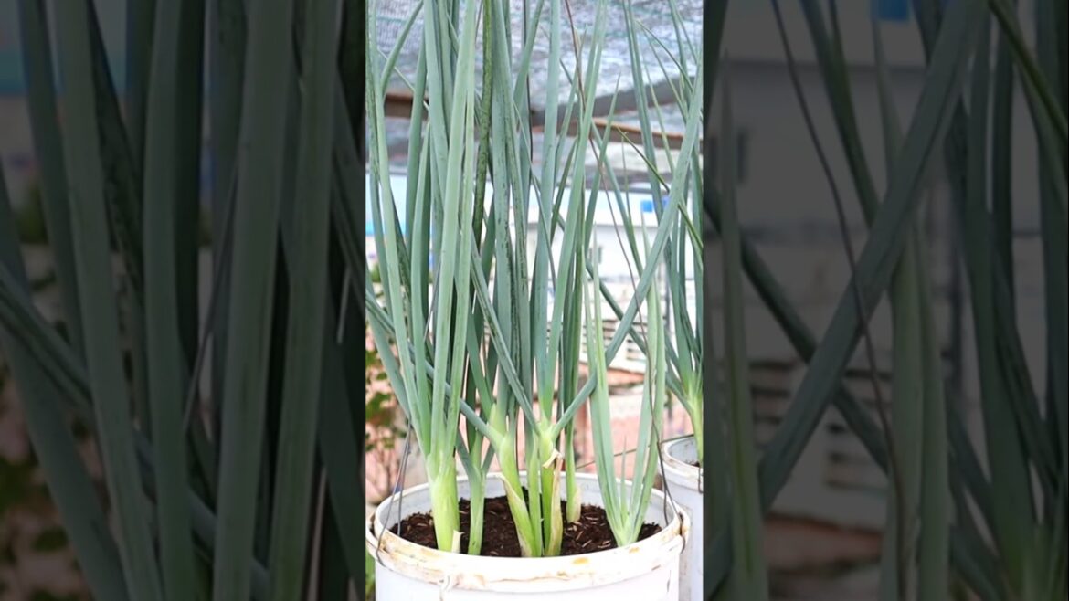 Container garden- Green onion harvesting #greenonion #v87garden #shorts #gardening