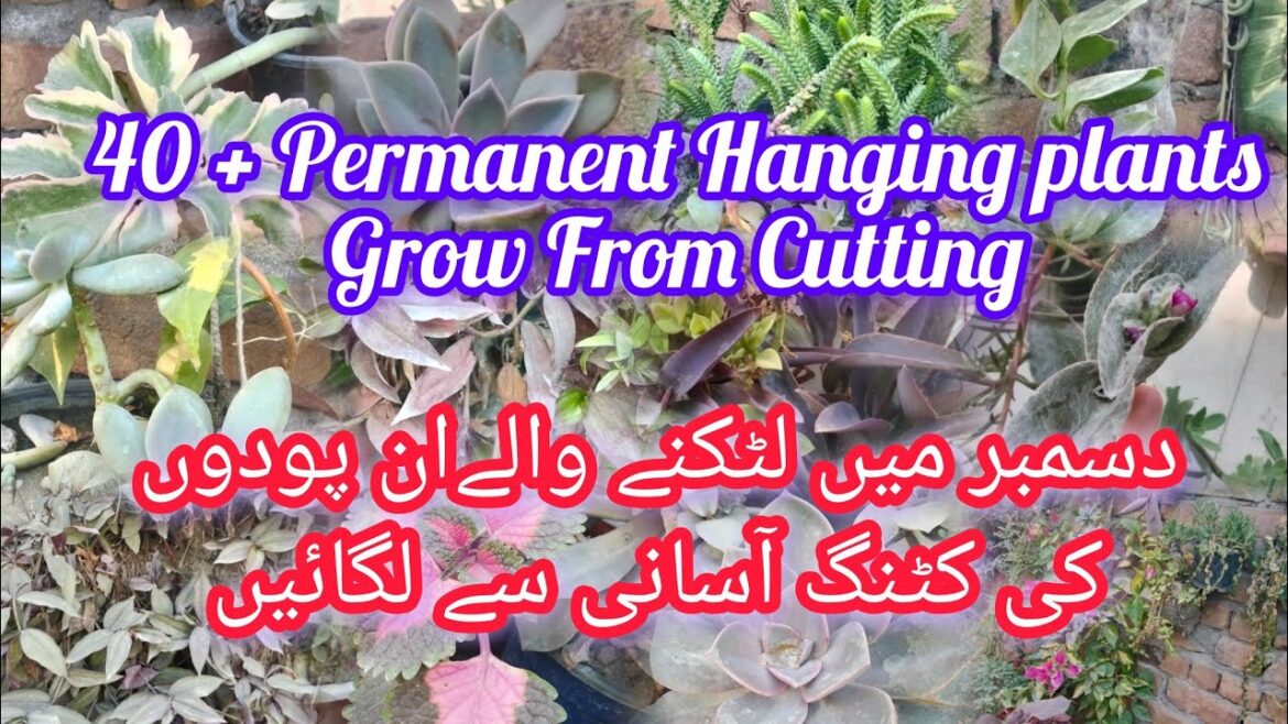 40 + Hanging plants Grow From Cutting |Permanent Hardly Plants |Gardening For Beginners 40 + Hanging plants Grow From Cutting |Permanent Hardly Plants |Gardening For Beginners