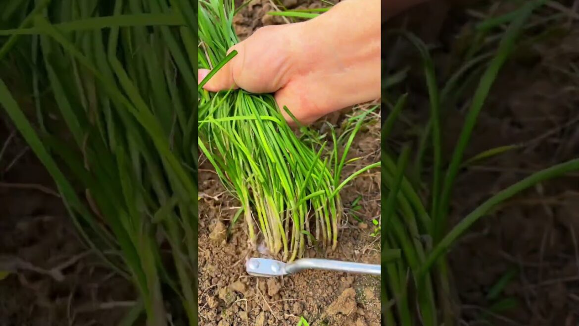 Healing rural life#picking#fruit#vegetable#rural life#farming#satisfying #garden#ruralharvest Healing rural life#picking#fruit#vegetable#rural life#farming#satisfying #garden#ruralharvest