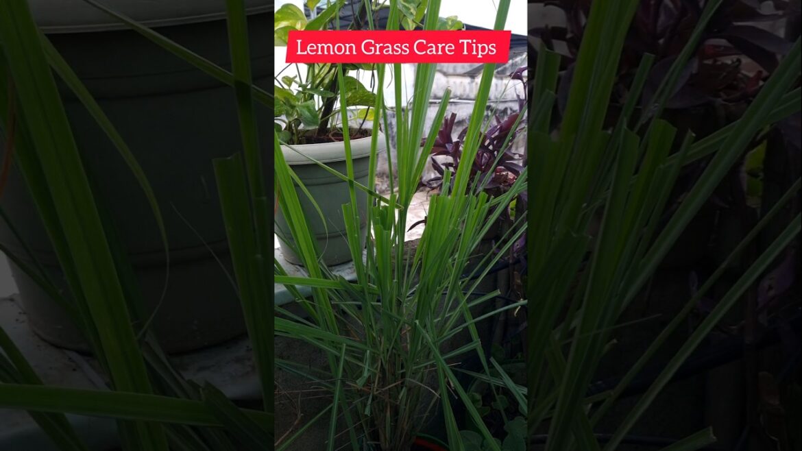 Lemon Grass Plant Care Tips #lemongrass #gardening #terracegarden