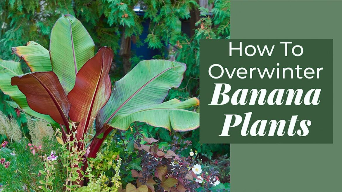3 Ways to Save Banana Plants Overwinter | Container Garden Tips #containergardening  #fallgardening 3 Ways to Save Banana Plants Overwinter | Container Garden Tips #containergardening  #fallgardening